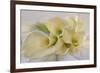 Calla Lily-Anna Miller-Framed Photographic Print