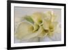 Calla Lily-Anna Miller-Framed Photographic Print