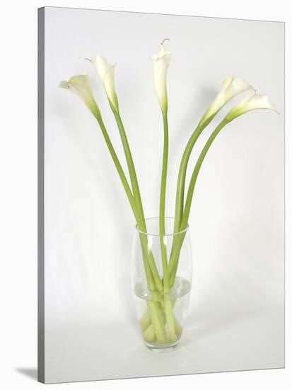 Calla Lily-Anna Miller-Stretched Canvas