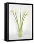 Calla Lily-Anna Miller-Framed Stretched Canvas