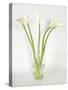 Calla Lily-Anna Miller-Stretched Canvas