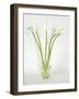 Calla Lily-Anna Miller-Framed Photographic Print