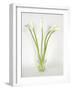 Calla Lily-Anna Miller-Framed Photographic Print