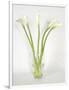 Calla Lily-Anna Miller-Framed Photographic Print