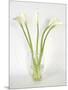 Calla Lily-Anna Miller-Mounted Photographic Print