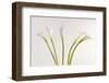 Calla Lily-Anna Miller-Framed Photographic Print