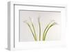 Calla Lily-Anna Miller-Framed Photographic Print