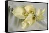 Calla Lily-Anna Miller-Framed Stretched Canvas