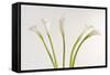 Calla Lily-Anna Miller-Framed Stretched Canvas