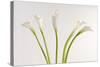 Calla Lily-Anna Miller-Stretched Canvas