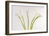 Calla Lily-Anna Miller-Framed Photographic Print