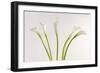 Calla Lily-Anna Miller-Framed Photographic Print