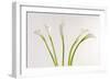 Calla Lily-Anna Miller-Framed Photographic Print