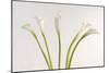 Calla Lily-Anna Miller-Mounted Photographic Print