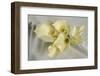 Calla Lily-Anna Miller-Framed Photographic Print