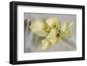 Calla Lily-Anna Miller-Framed Photographic Print