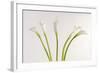 Calla Lily-Anna Miller-Framed Photographic Print