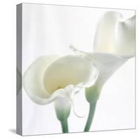 Calla Lily-Anna Miller-Stretched Canvas