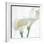 Calla Lily-Anna Miller-Framed Photographic Print