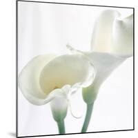 Calla Lily-Anna Miller-Mounted Photographic Print