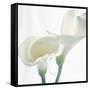 Calla Lily-Anna Miller-Framed Stretched Canvas