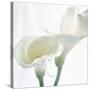 Calla Lily-Anna Miller-Stretched Canvas