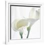 Calla Lily-Anna Miller-Framed Photographic Print