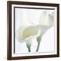 Calla Lily-Anna Miller-Framed Photographic Print