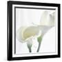 Calla Lily-Anna Miller-Framed Photographic Print