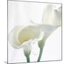 Calla Lily-Anna Miller-Mounted Photographic Print