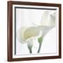 Calla Lily-Anna Miller-Framed Photographic Print