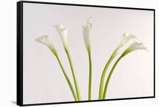 Calla Lily-Anna Miller-Framed Stretched Canvas