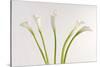 Calla Lily-Anna Miller-Stretched Canvas