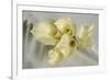 Calla Lily-Anna Miller-Framed Photographic Print