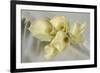 Calla Lily-Anna Miller-Framed Photographic Print