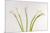 Calla Lily-Anna Miller-Mounted Photographic Print