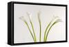 Calla Lily-Anna Miller-Framed Stretched Canvas