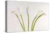 Calla Lily-Anna Miller-Stretched Canvas