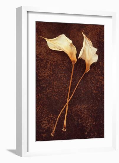 Calla Lily-Den Reader-Framed Photographic Print