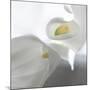 Calla Lily-Anna Miller-Mounted Photographic Print