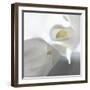 Calla Lily-Anna Miller-Framed Photographic Print