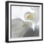 Calla Lily-Anna Miller-Framed Photographic Print