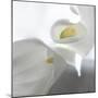 Calla Lily-Anna Miller-Mounted Photographic Print