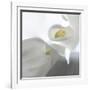 Calla Lily-Anna Miller-Framed Photographic Print