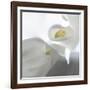 Calla Lily-Anna Miller-Framed Photographic Print