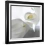 Calla Lily-Anna Miller-Framed Photographic Print