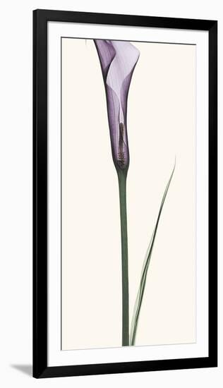 Calla Lily-Robert Coop-Framed Photographic Print
