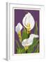 Calla Lily-Lantern Press-Framed Art Print