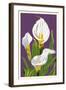 Calla Lily-Lantern Press-Framed Art Print