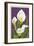 Calla Lily-Lantern Press-Framed Art Print